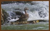 wood ducks 6-15-14-483c2b.JPG