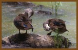 wood ducks 7-2-14-940c2b.JPG