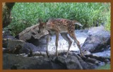 fawn-7-7-14-787c2b.JPG