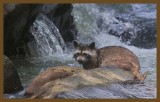 raccoon 7-23-14-742c2b.JPG