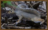 gray squirrel-7-21-14-305c2b.JPG
