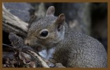 gray squirrel-7-21-14-253c2b.JPG