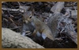 gray squirrel-7-21-14-197c2b.JPG