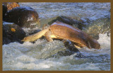 spiny softshell 7-29-14-770c2b.JPG