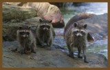 raccoons 8-3-14-075c2b.JPG
