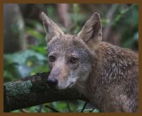 coyote-8-7-14-898b.JPG