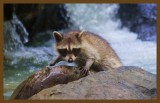 raccoon 8-3-14-109c2b.JPG