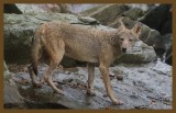 coyote-8-7-14-884c2b.JPG