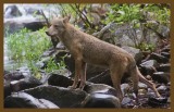 coyote-8-7-14-848c2b.JPG
