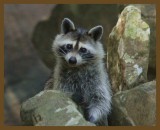 raccoon 8-3-14-288b.JPG