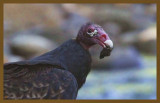turkey vulture 8-18-14-027c2b.JPG