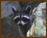 raccoon 8-21-14-452b.JPG