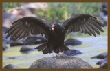 turkey vulture 8-28-14-771c2b.JPG