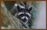 raccoon 9-8-14-097c2b.JPG