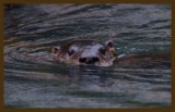 river otter 9-2-14-312c2b.JPG