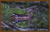 wood duck 9-4-14-663c2b.JPG