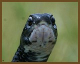 southern black racer 9-30-14-963b.JPG