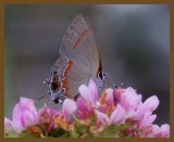 red-banded hairstreak 9-15-14-584b.JPG