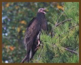 turkey vulture 10-21-14-462b.JPG