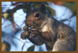 gray squirrel 10-27-14-133c2b.JPG