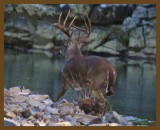 deer 10-29-14-421b.JPG