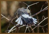 northern mockingbird 11-24-14-546c2b.JPG