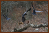fox squirrel-crows 12-8-14-211b.JPG