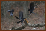 fox squirrel-crows 12-8-14-210b.JPG