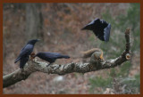 fox squirrel-crows 12-8-14-209b.JPG