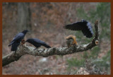 fox squirrel-crows 12-8-14-208b.JPG