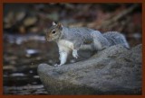 gray squirrel 12-9-14-482b.JPG