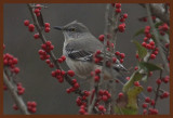 northern mockingbird 12-14-14-976b.JPG