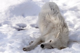 Atka 2 - 23 -14