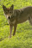 AMERICAN RED WOLVES