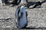 Gentoo Penguin Pygoscelis papua Saunders Island 141203.122.jpg