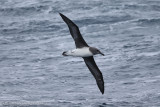 Grey-headed Albatross Thalassarche chrysostoma Juv Falkland Islands - South Georgia 141205 85-4.jpg