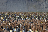 King Penguin Aptenodytes patagonicus Gold Harbour 141210 3.jpg