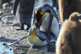 King Penguin Aptenodytes patagonicus Gold Harbour 141210 4.jpg
