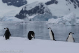 Penguins, just some more of them