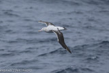 Wandering Albatross Diomedea e. Exulans Drake passage141218 111-8.jpg