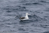 Southern Royal Albatross Diomedea e. epomopha imm Drake passage141218 131-3.jpg