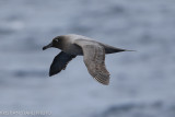 Light-mantled Sooty Albatross Phoebtria palpebrata Drake Passage 141217 60-2.jpg