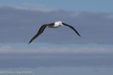 Black-browed Albatross Thalassarche m. melanophrys Open sea Tierra del Fuego - Falkland Islands 141202022-3.jpg