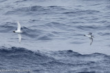 Antarctic Prion Pachyptila desolata Drake Passage 141217 1.jpg