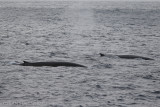 Fin Whale Balaenoptera physalus Open Sea Kamchatka-Commander Islands 20160528.1.jpg