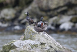 Harlequin Duck Histrionicus histrionicus Yankicha  Kuril Islands. 20160604.jpg