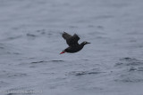 Spectacled Guillemot Cepphus carbo Chirpoy Kuril Islands-3.jpg