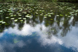 12th May 2013 <br> lily pond