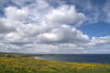 13th May 2013 <br> buttercups