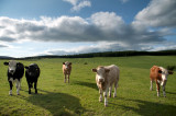 4th July 2013 <br> curious cattle